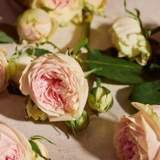 Full Rose Eau de Parfum - Image 2